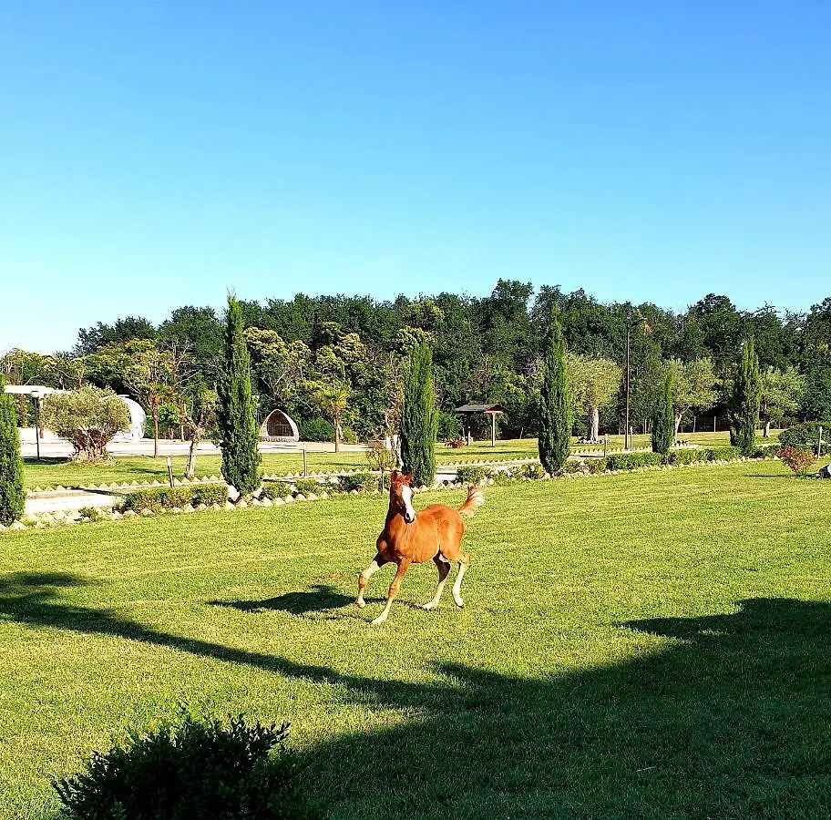 Shazin Stud Villa Alseno 0*,