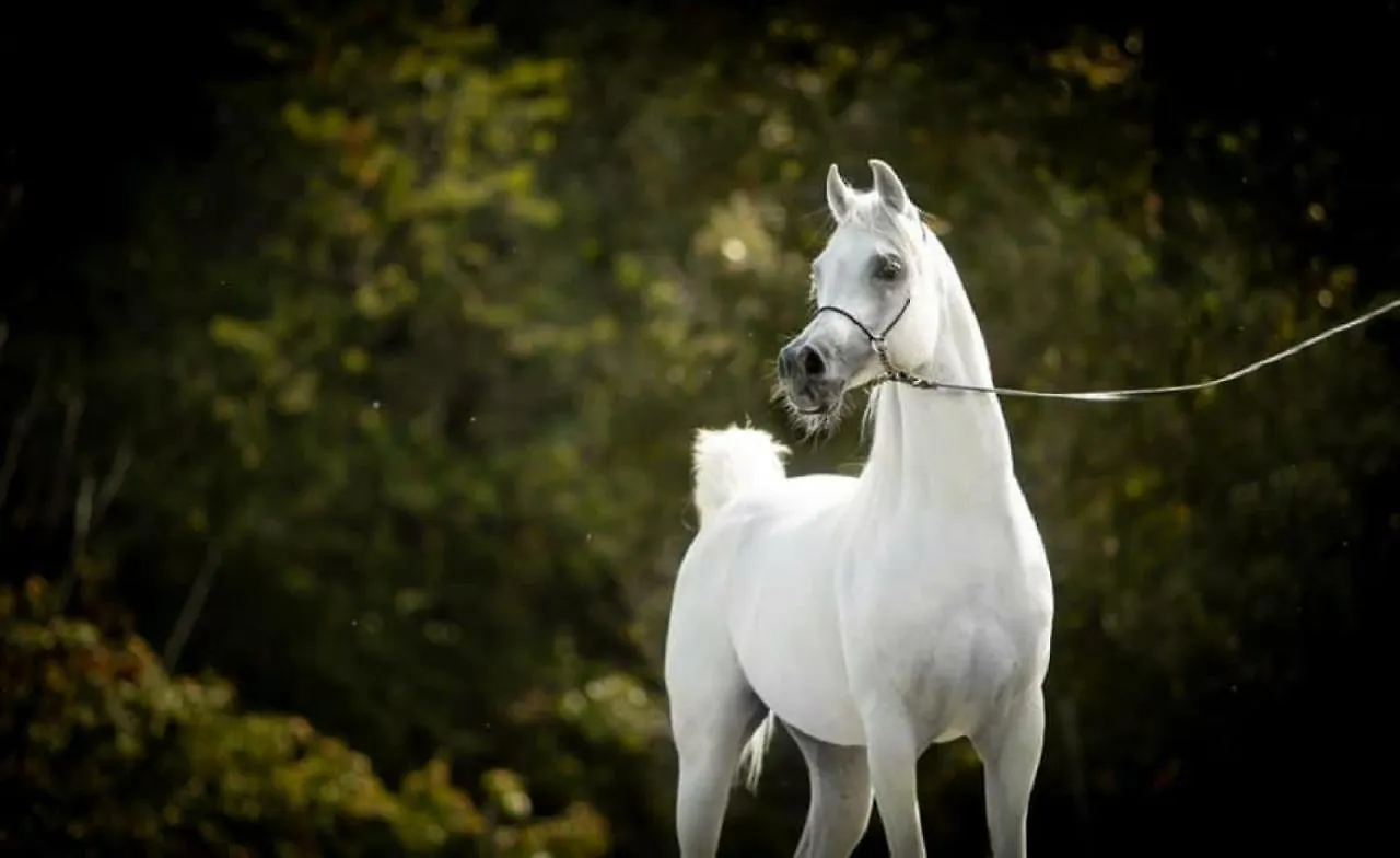 Shazin Stud Villa Alseno