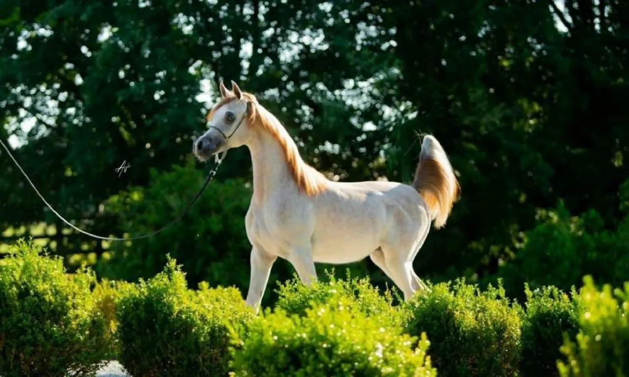 Shazin Stud Villa Alseno Vakantieboerderij
