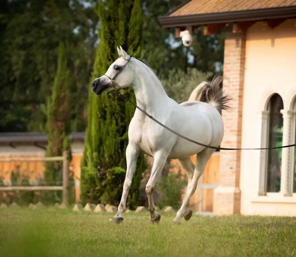 Shazin Stud Villa Alseno Italië