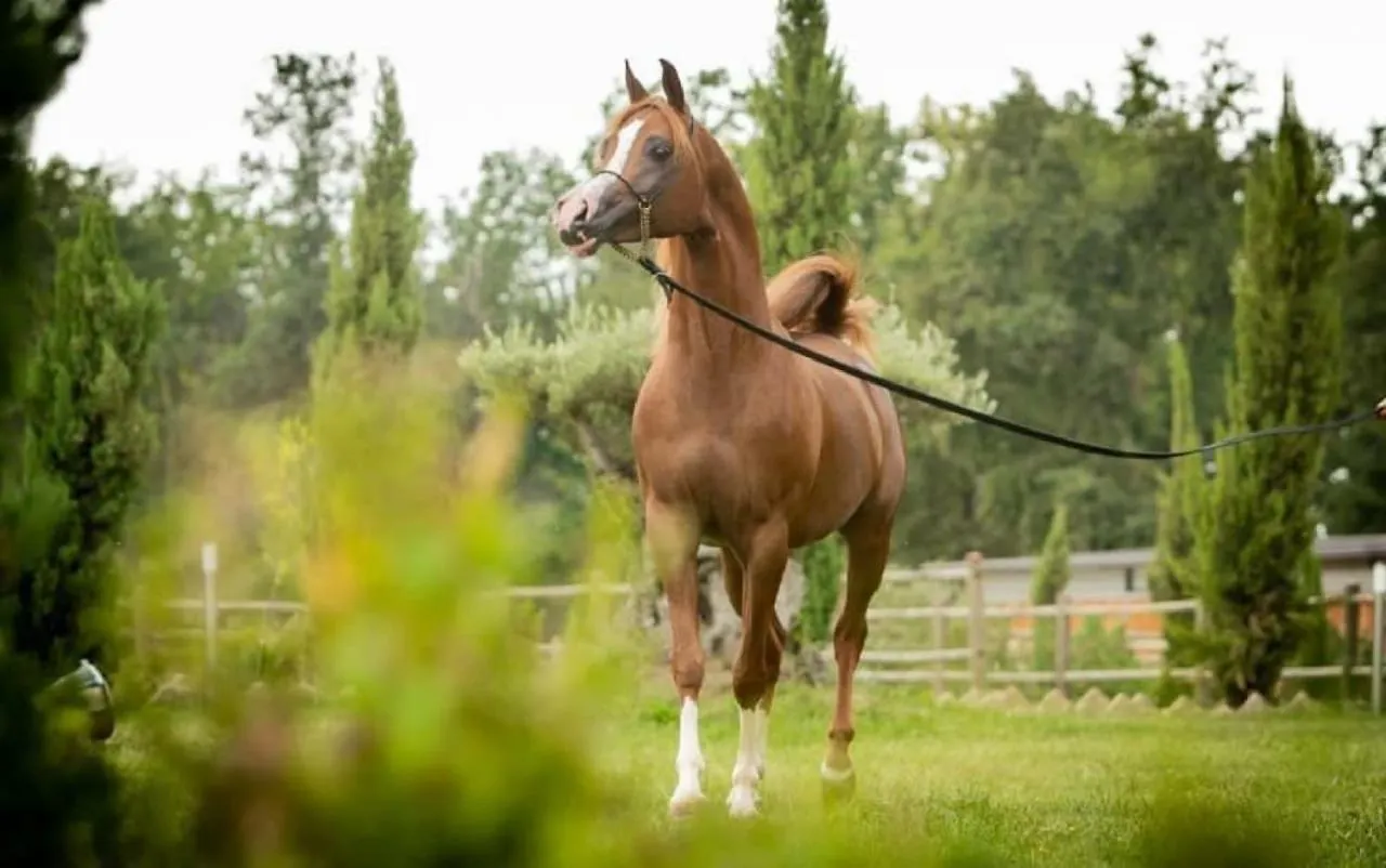 Shazin Stud Villa Alseno